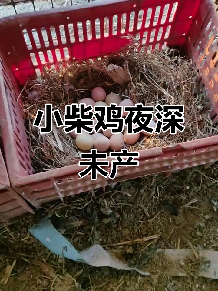 农村散养小柴鸡,天黑还没下蛋?