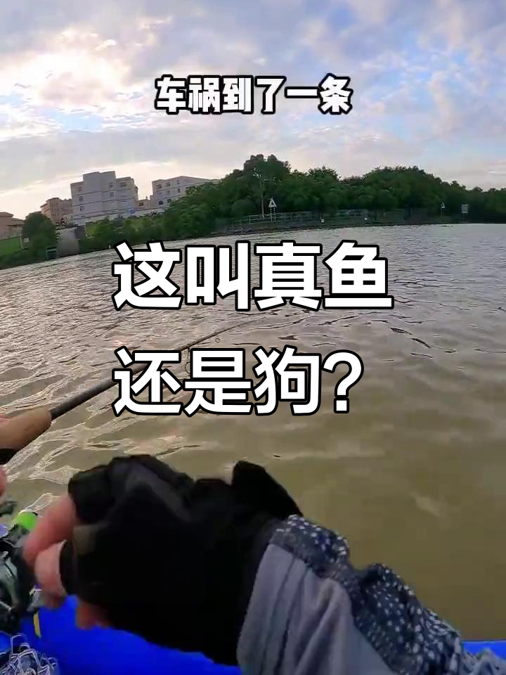 这是针鱼吗?透明身体,头部有颗“针”