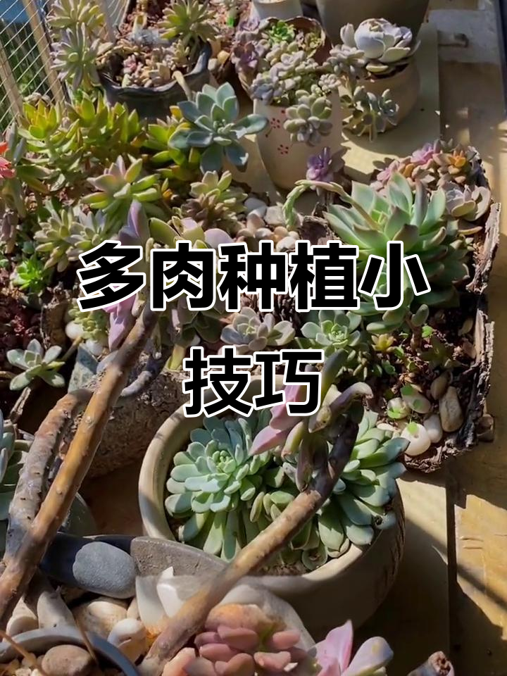 沙滩贝壳拌土种多肉,记得先除盐哦!