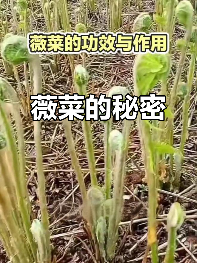 薇菜为何备受青睐?90%出口至日韩,功效惊人!