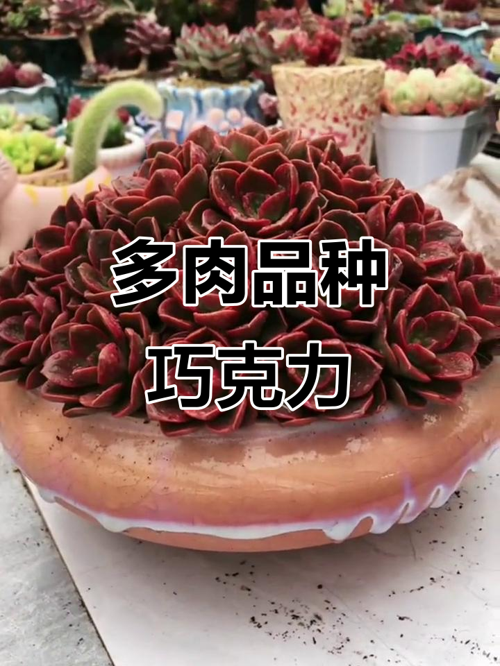 巧克力方砖多肉,数量记不清了