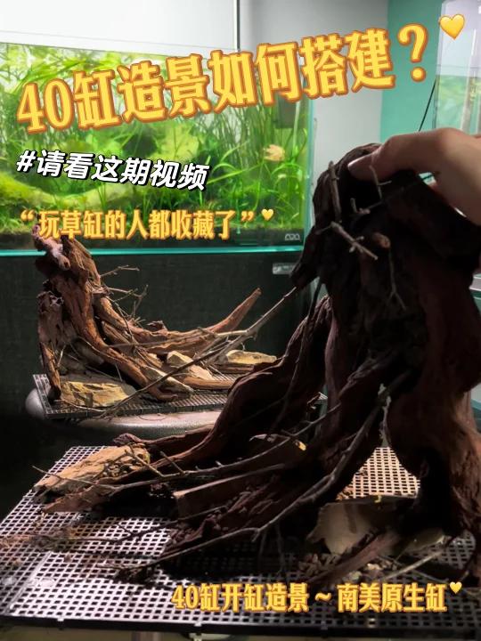 40缸开缸造景～南美原生缸