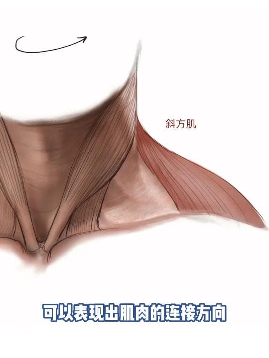 颈部斜方肌位置找寻!