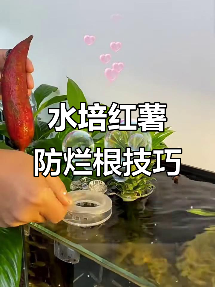 鱼缸水培红薯不烂根的秘诀,三天见效