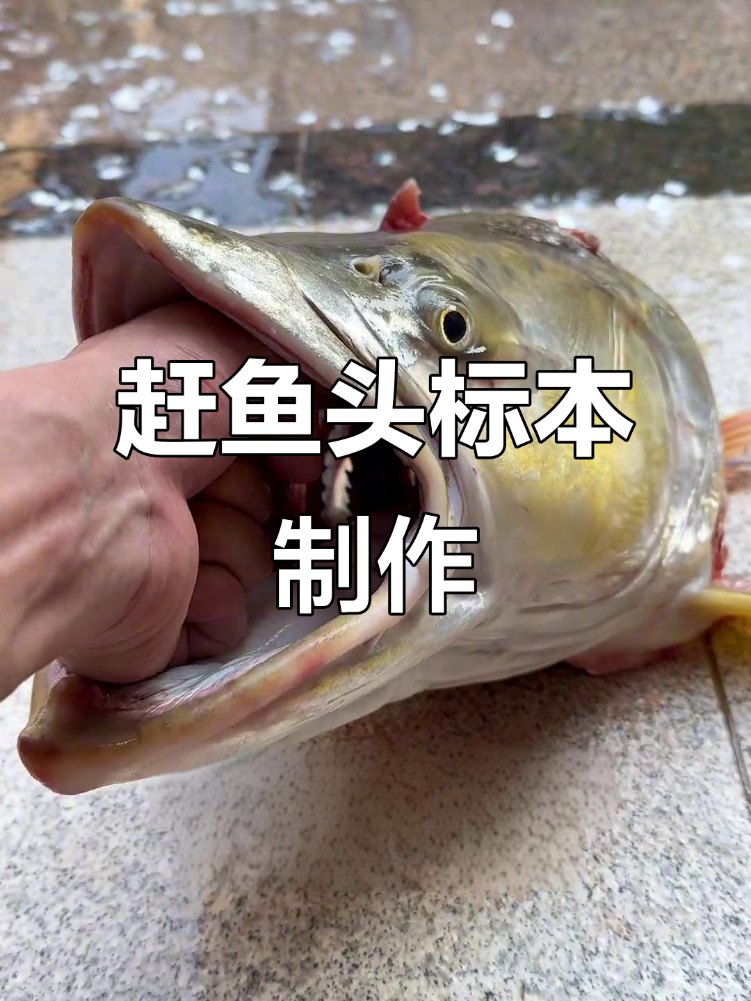 制作巨型鱼头标本,过程超暴力!
