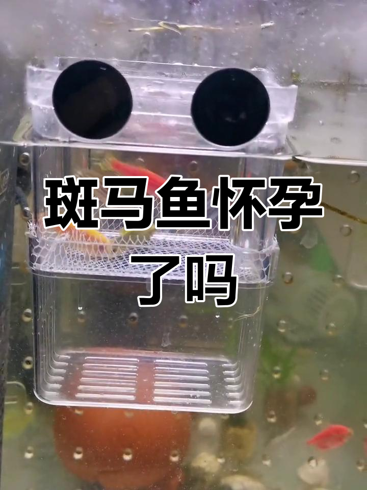 斑马鱼是否怀孕?隔离盒放早了吗