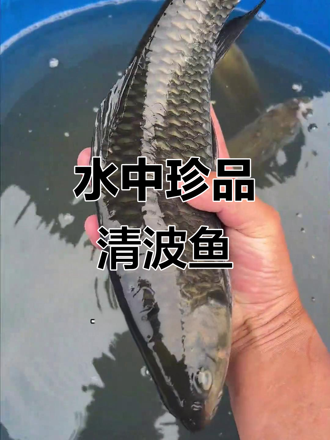 清波鱼,长江美味,肉质鲜嫩,口感独特