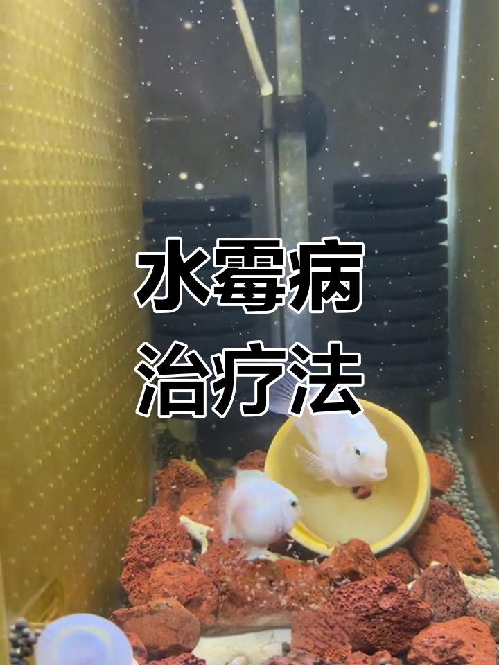 鱼缸水霉病防治技巧
