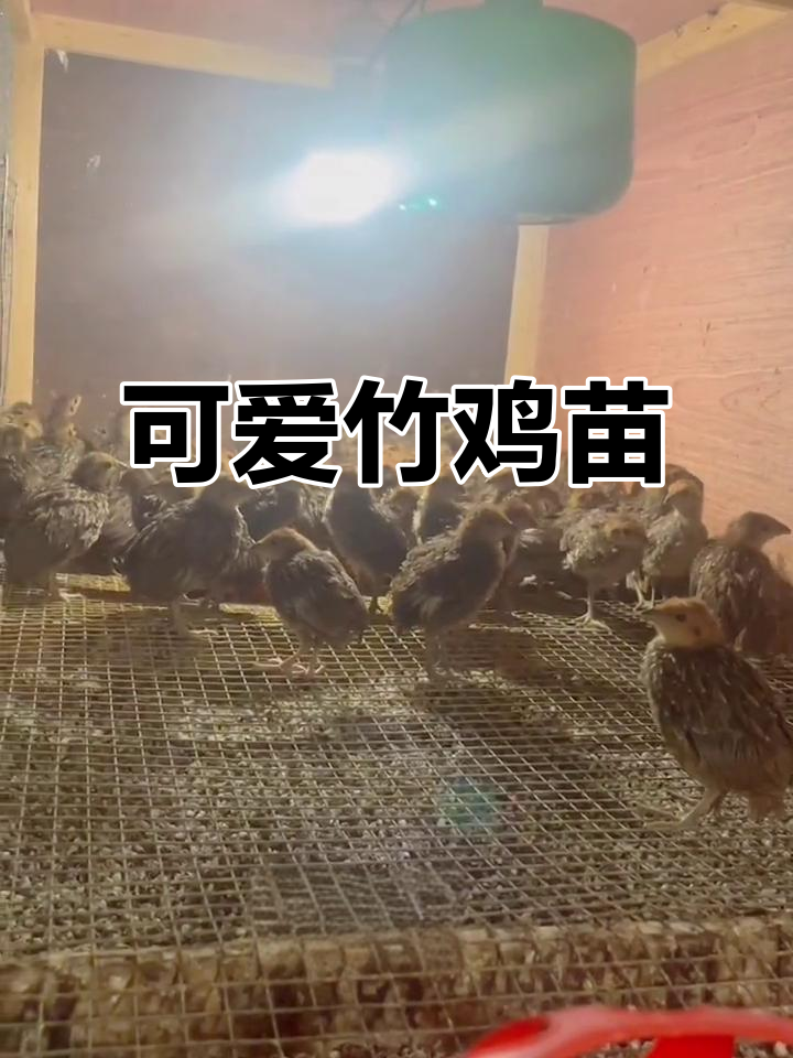 活泼竹鸡苗,萌态十足