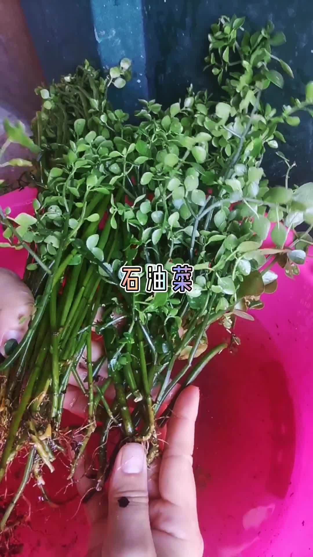 叶片和根茎都非常的光滑,上面还有一层蜡,看起来还会反光 石油菜 一日一植物 大自然的馈赠 