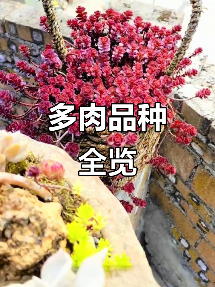 50种常见多肉植物大揭秘,看看你养了几种?