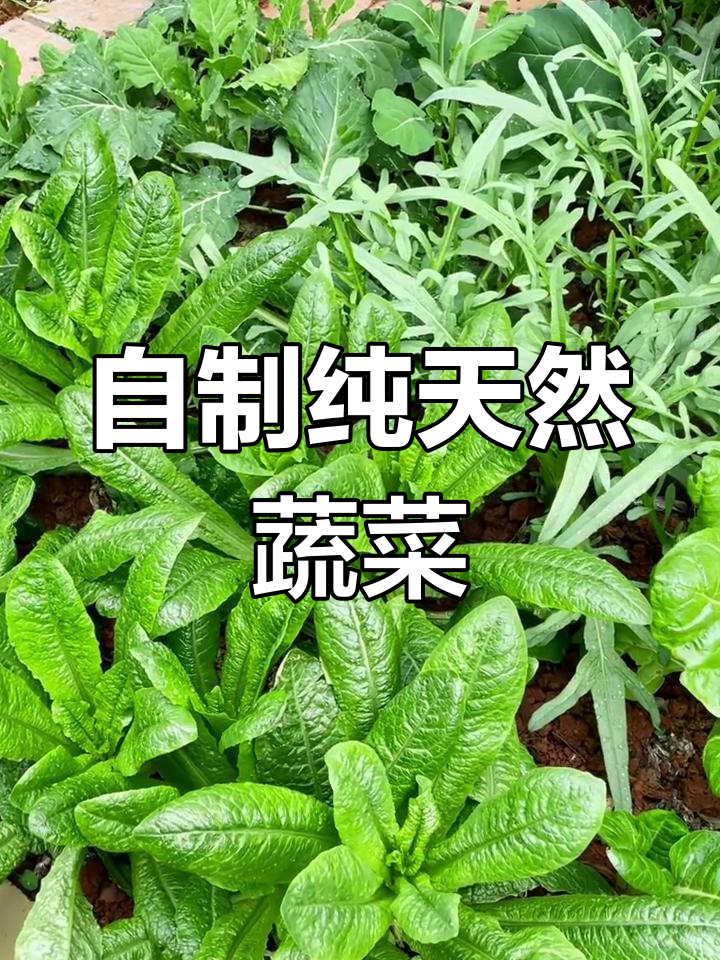 盘点自家菜地,绿色蔬菜大集合