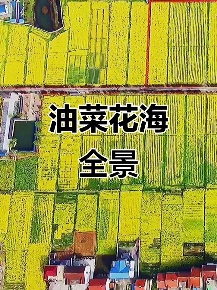 空中俯瞰油菜花海,感受别样美景