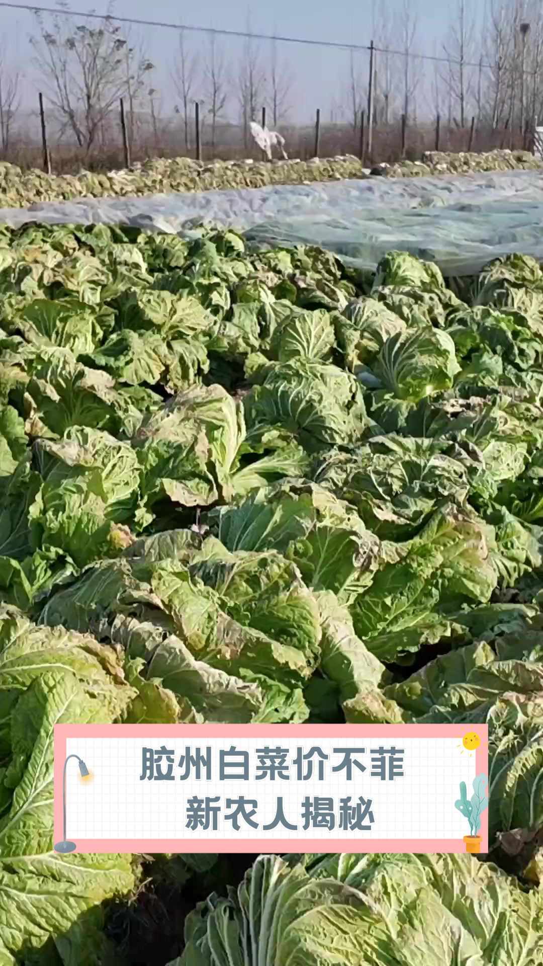 胶州白菜价不菲,新农人揭秘