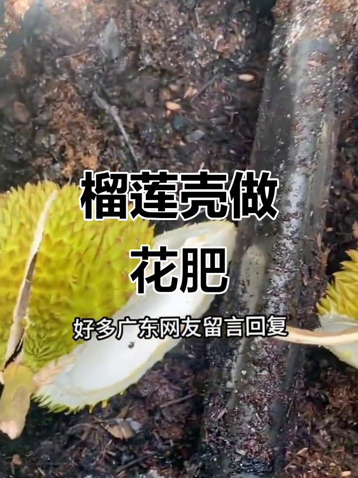 榴莲壳变花肥,堆制方法大揭秘