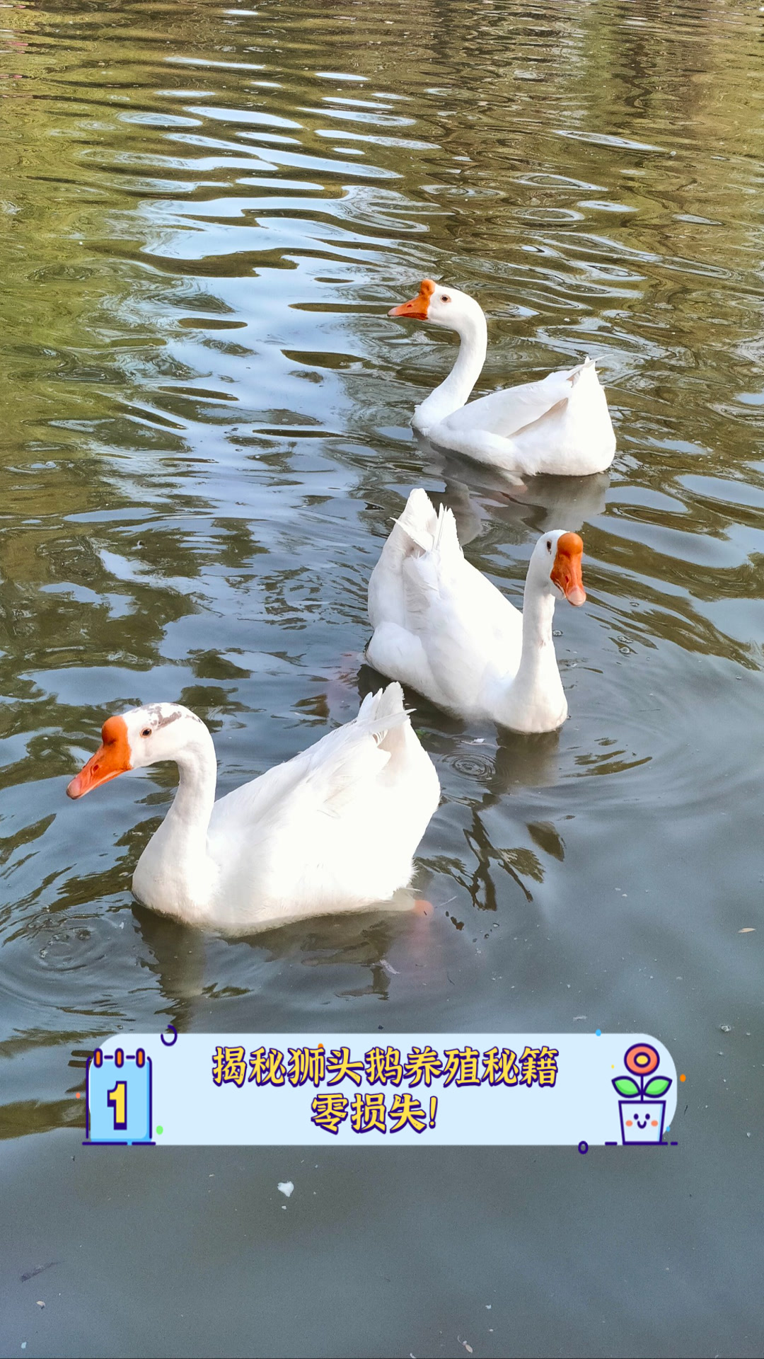 揭秘狮头鹅养殖秘籍,零损失!
