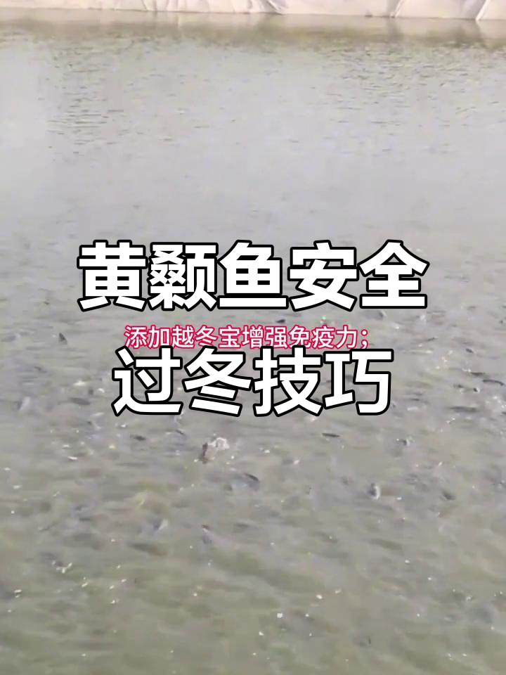 黄颡鱼越冬管理全攻略,避免刺粘鱼病