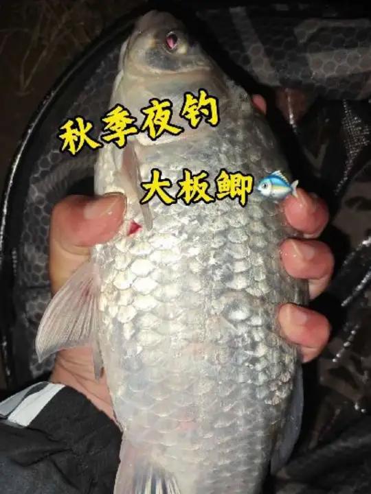 秋季夜钓大板鲫,分享三个绝招,适合刚学钓鱼的朋友