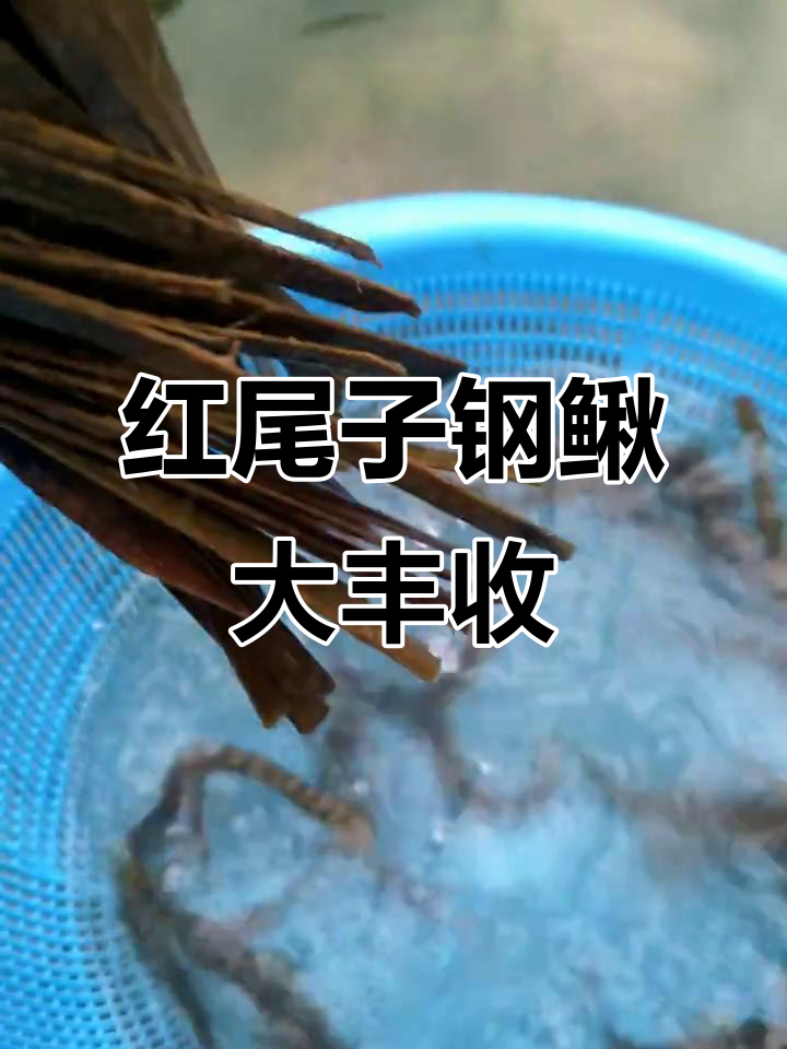 竹笼捕捞红尾子钢鳅鱼,收获满满!