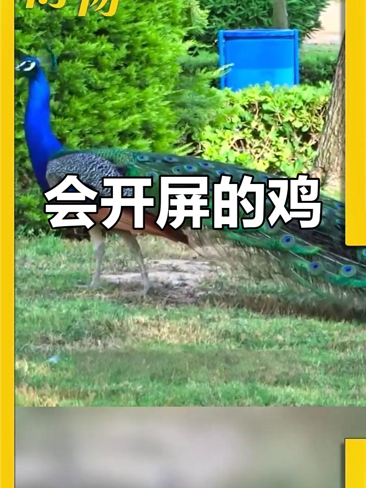 鸡也能开屏?揭秘神奇鸟类