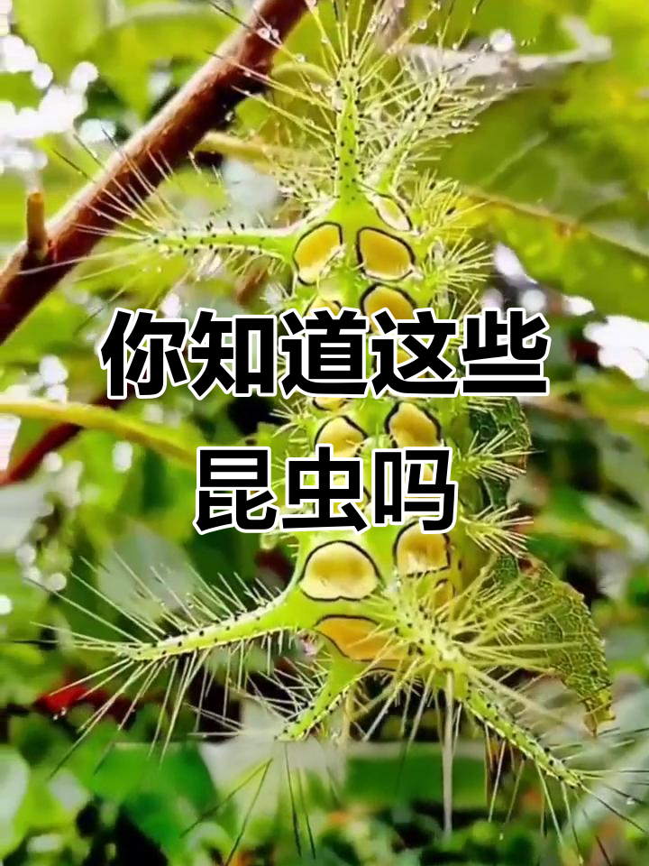 11种常见昆虫大揭秘，看看你认识几种？