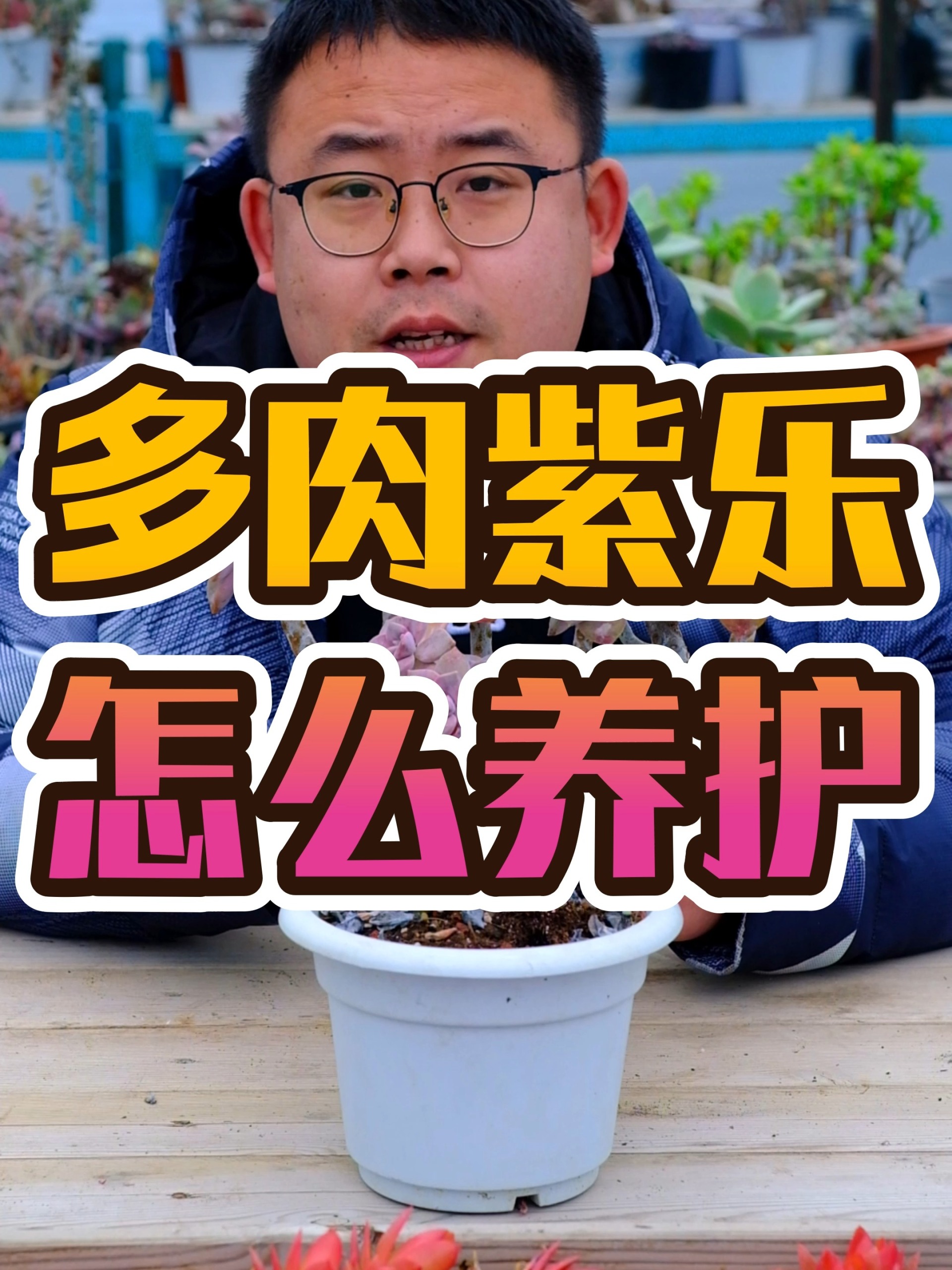 多肉紫乐怎么养护