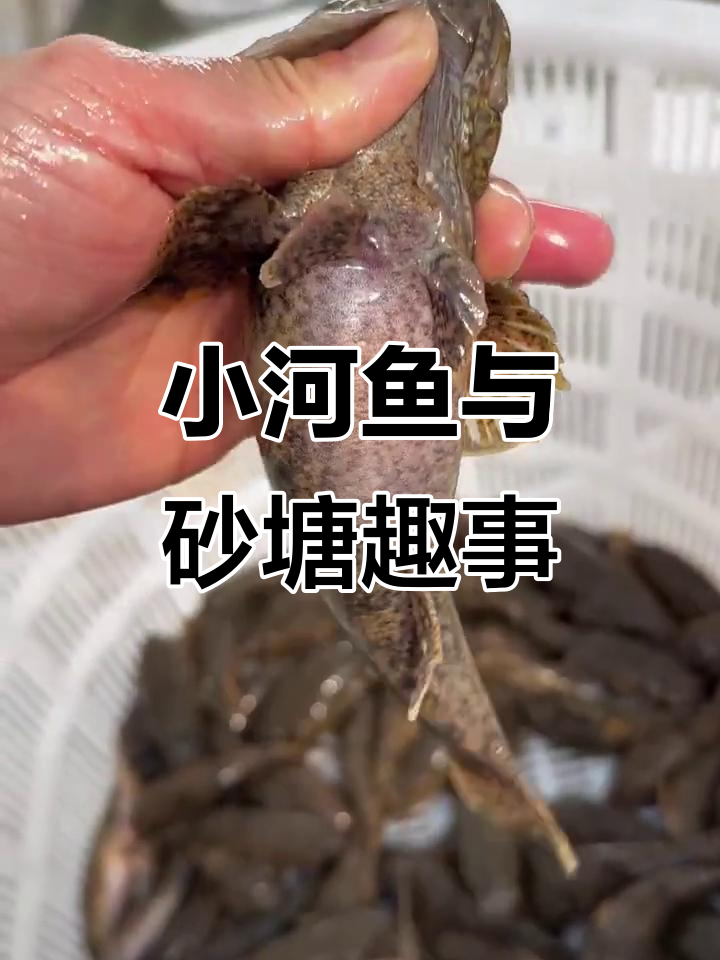 河域小菌物砂糖李,大嘴虎头沙木奶奶土憨巴揭秘