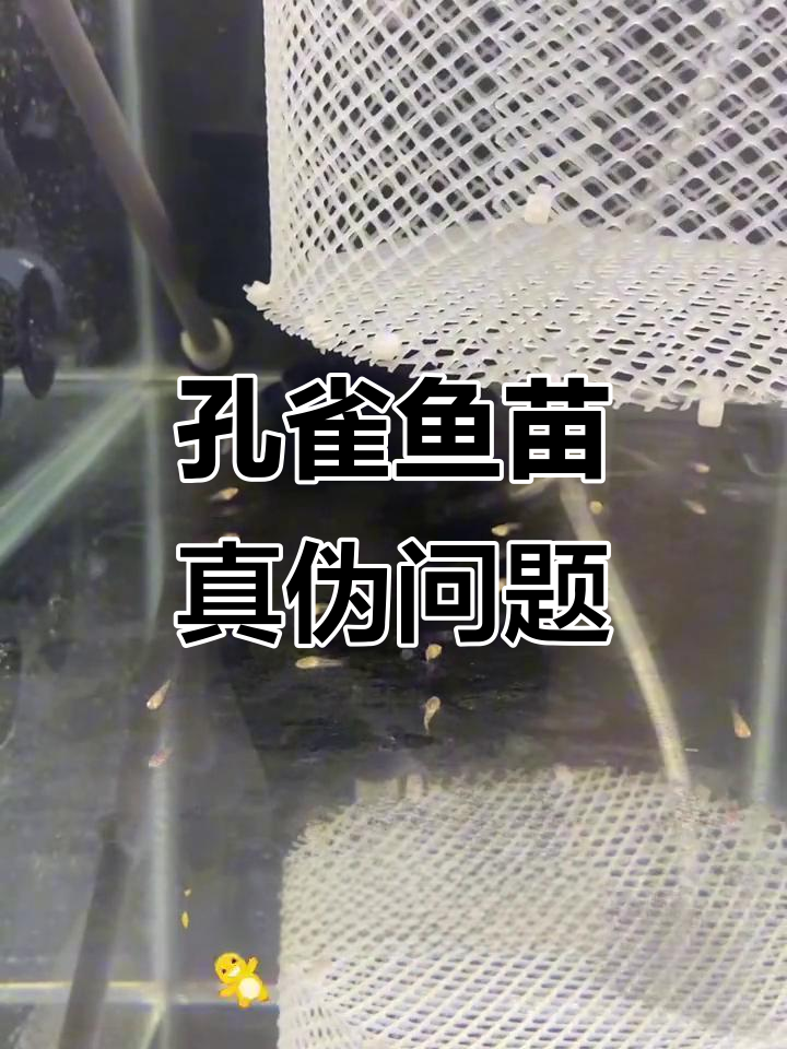 孔雀鱼苗常见针尾原因分析,新手必看!