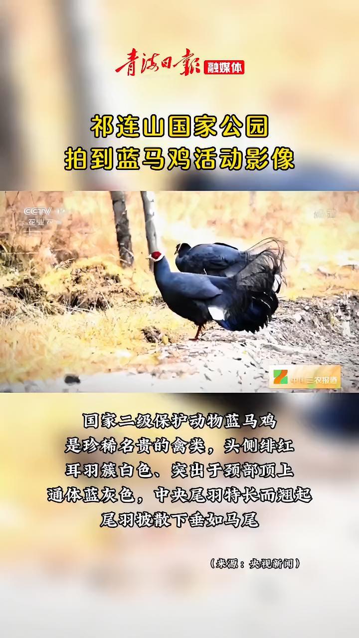 蓝马鸡现身祁连山国家公园