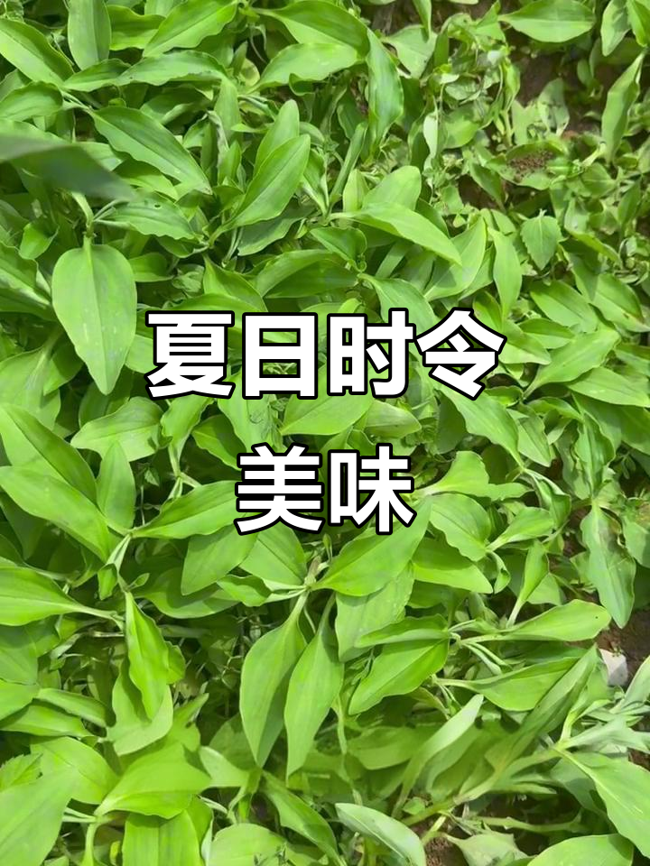 竹叶菜,夏季常见蔬菜,水陆皆宜,生命力旺盛