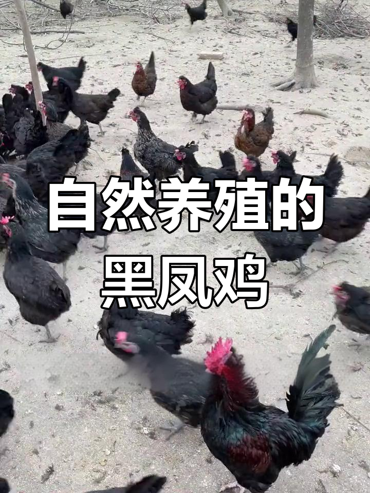黑风鸡:果林自由觅食,肉质鲜美无添加