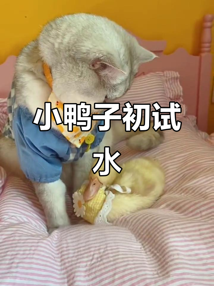 鸭宝宝学游泳,煲仔紧张又搞笑