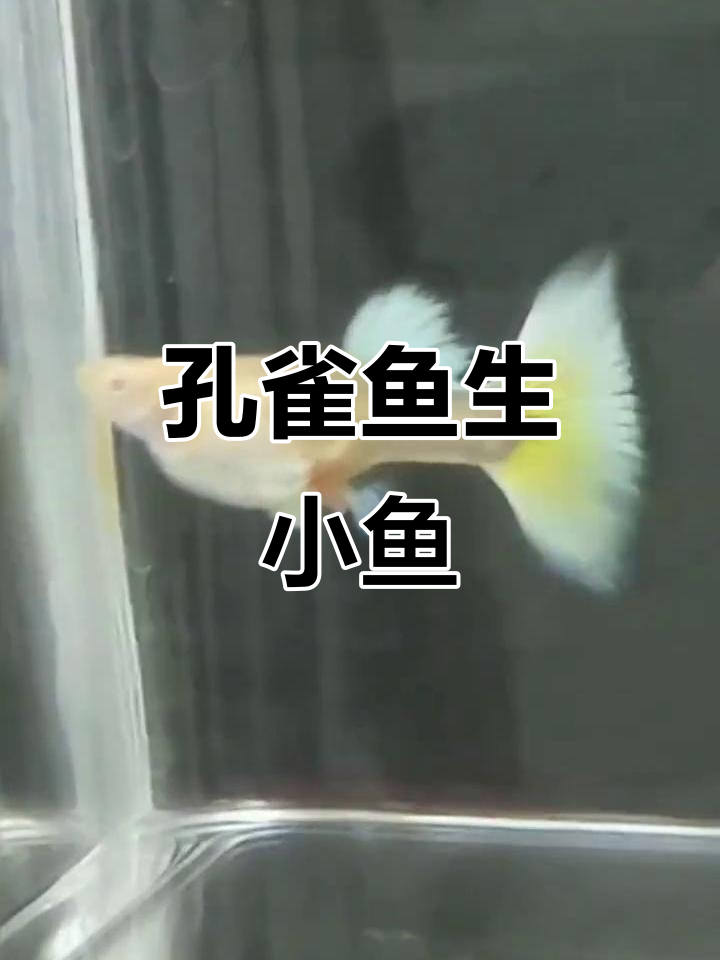 孔雀鱼产仔揭秘，小生命诞生全过程！