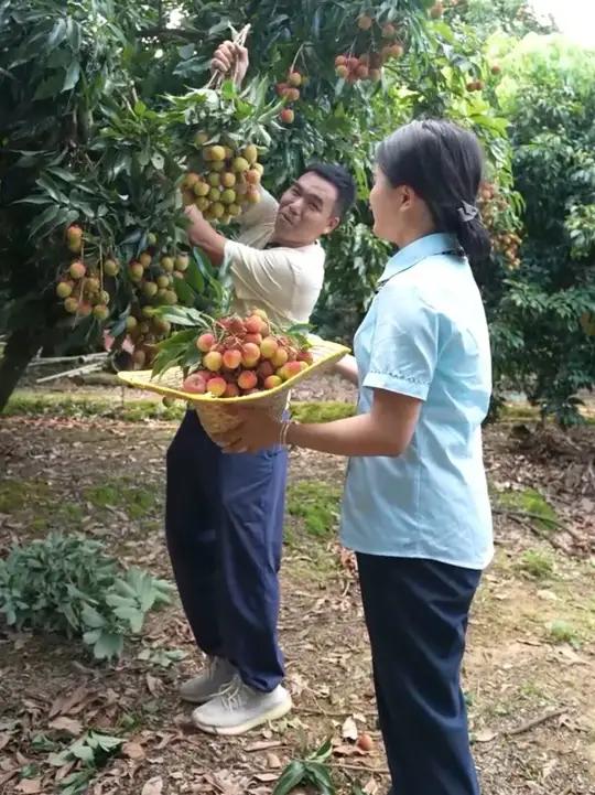 廉江桂味荔枝自由 来廉江实现荔枝自由了,哈哈哈!相比于桂味,妃子笑,白糖罂,糯米糍,你们更