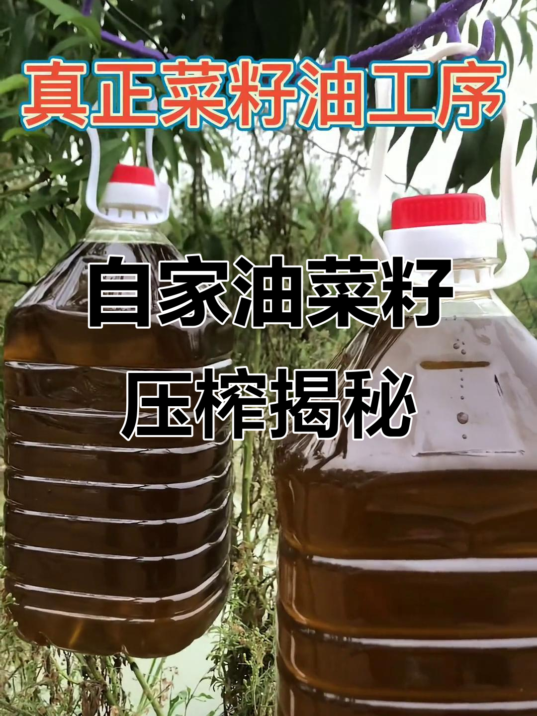 山东自家菜籽油压榨全过程，传统工艺揭秘