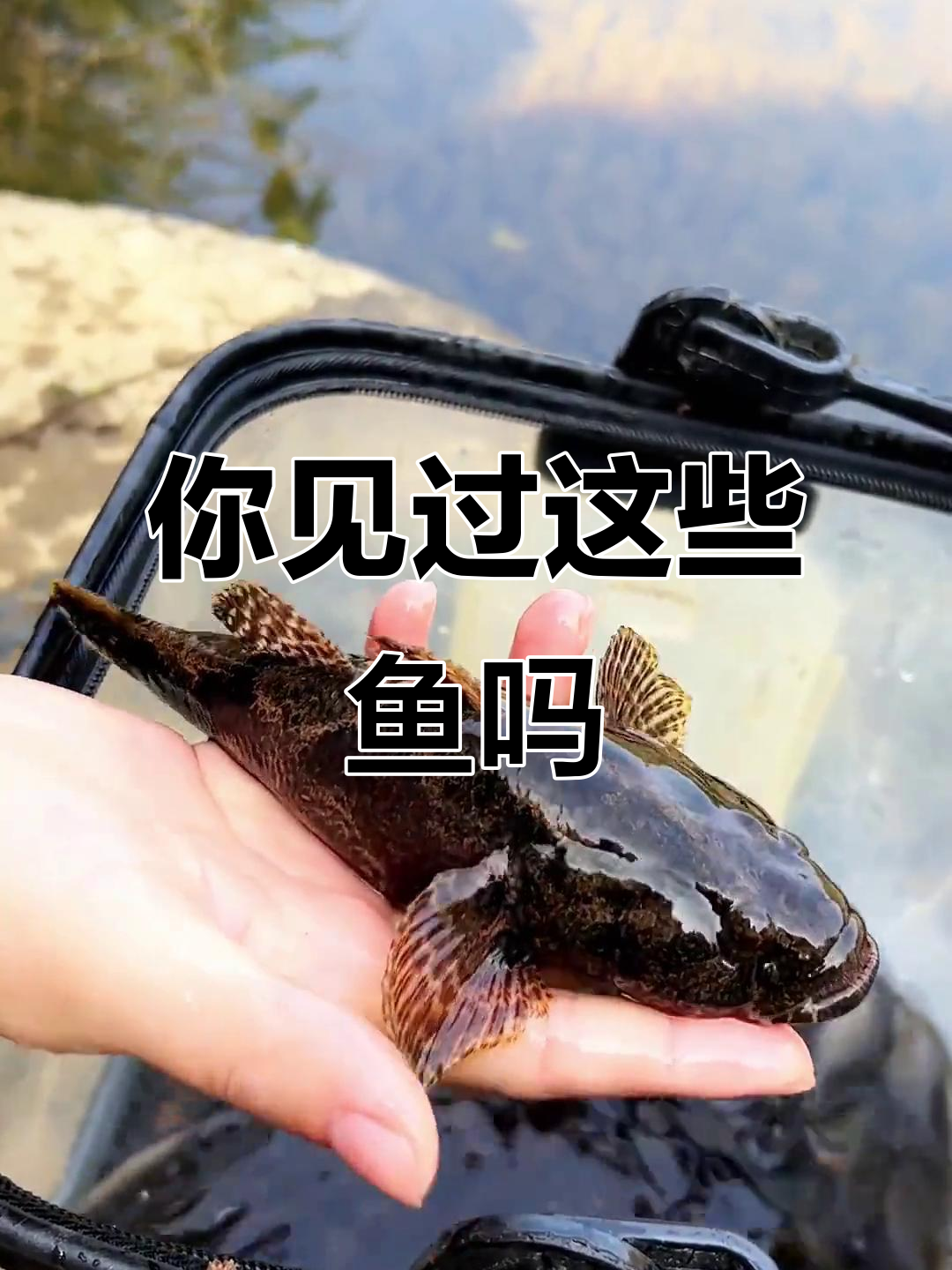 20种常见鱼类大揭秘,看看你认识几种?