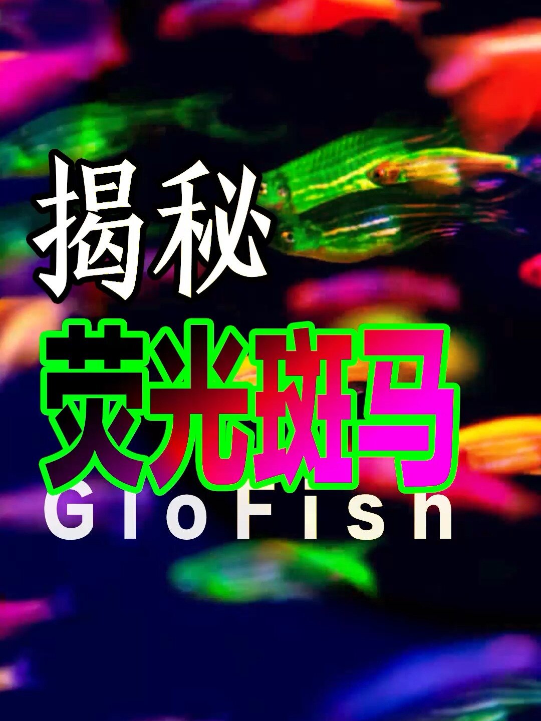 色彩斑斓的荧光斑马鱼,究竟隐藏怎样的秘密