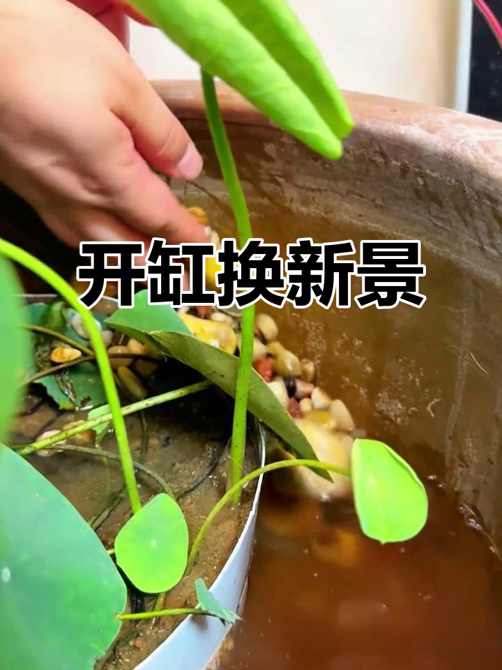 荷花缸开缸大变身，鲤鱼和荷花的完美结合