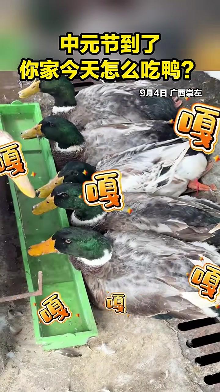 中元节到了,快来围观广西人花式吃鸭!(来源:壮见崇左、扶绥县融)广西 本地新闻 中元节 鸭