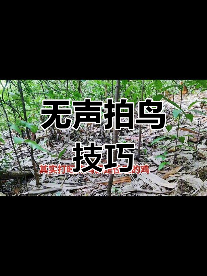 竹鸡拍摄技巧:不打扰,轻松捕捉