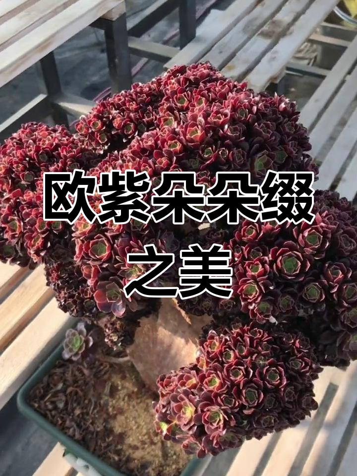 欧紫朵朵缀:美丽如画,让人沉醉的多肉世界