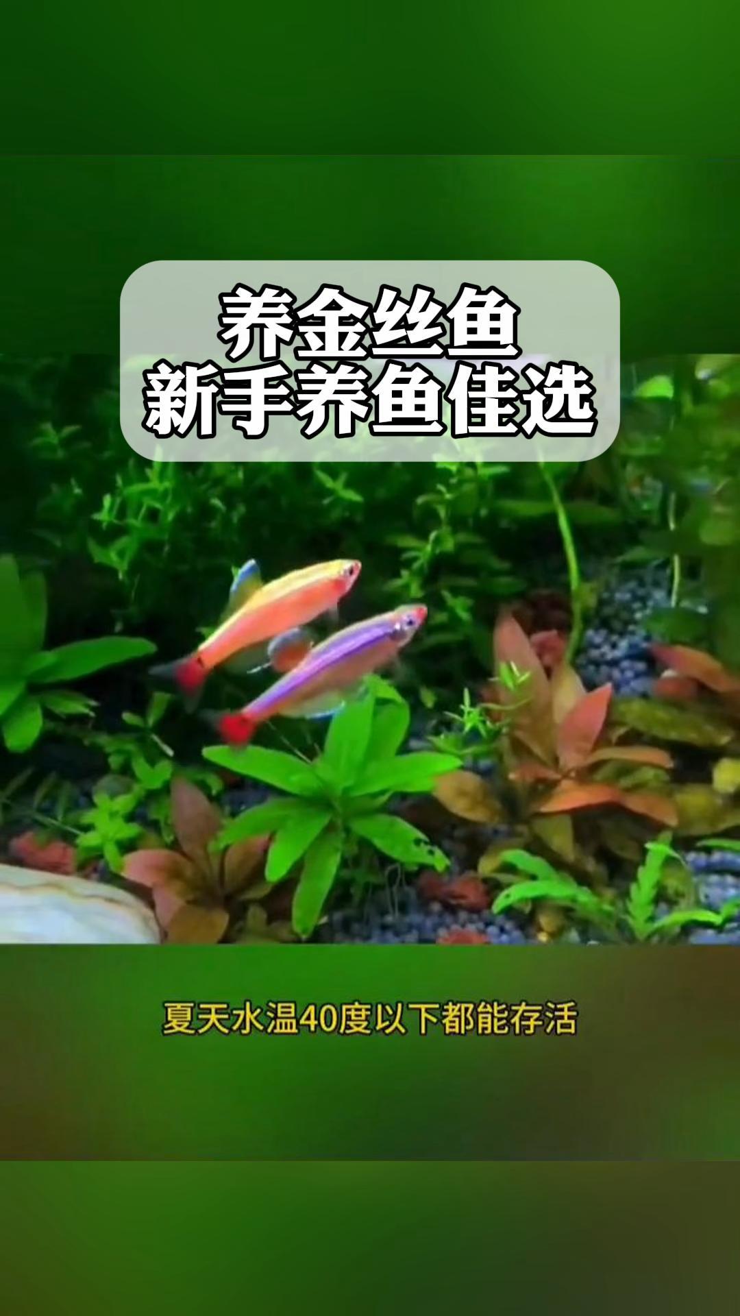 养金丝鱼,新手养鱼佳选