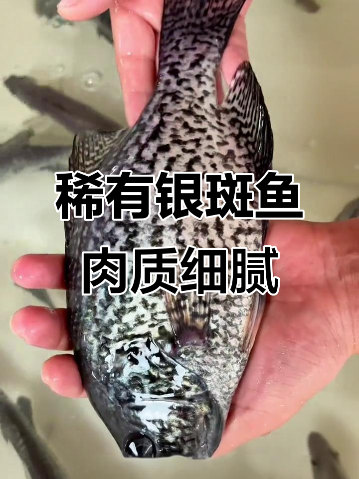 水中贵族银斑鱼,肉质鲜嫩无比,见过的人不多