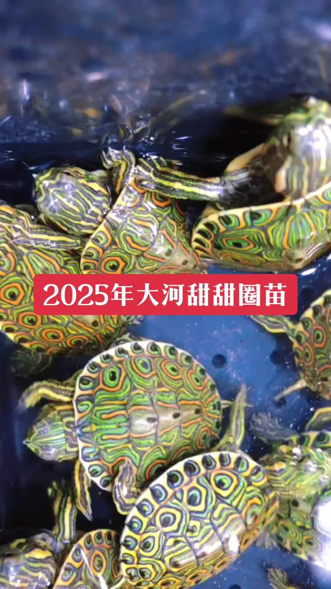 2025年大河甜甜圈龟头苗 塔巴斯彩龟!金边甜甜圈龟头苗!大河甜甜圈龟头苗!
