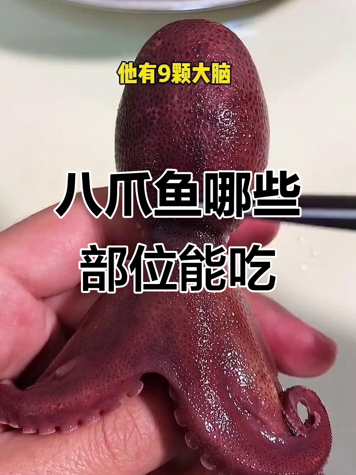 八爪鱼的真正头部在哪?这些地方不能吃!