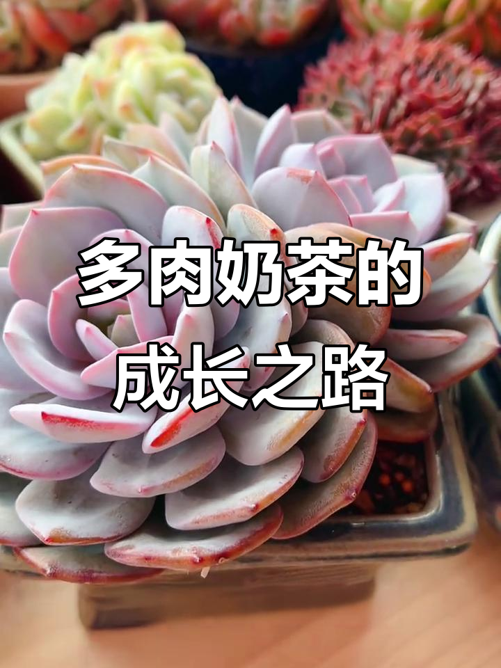 奶茶多肉植物养护秘诀:从单头到四头的秘密武器