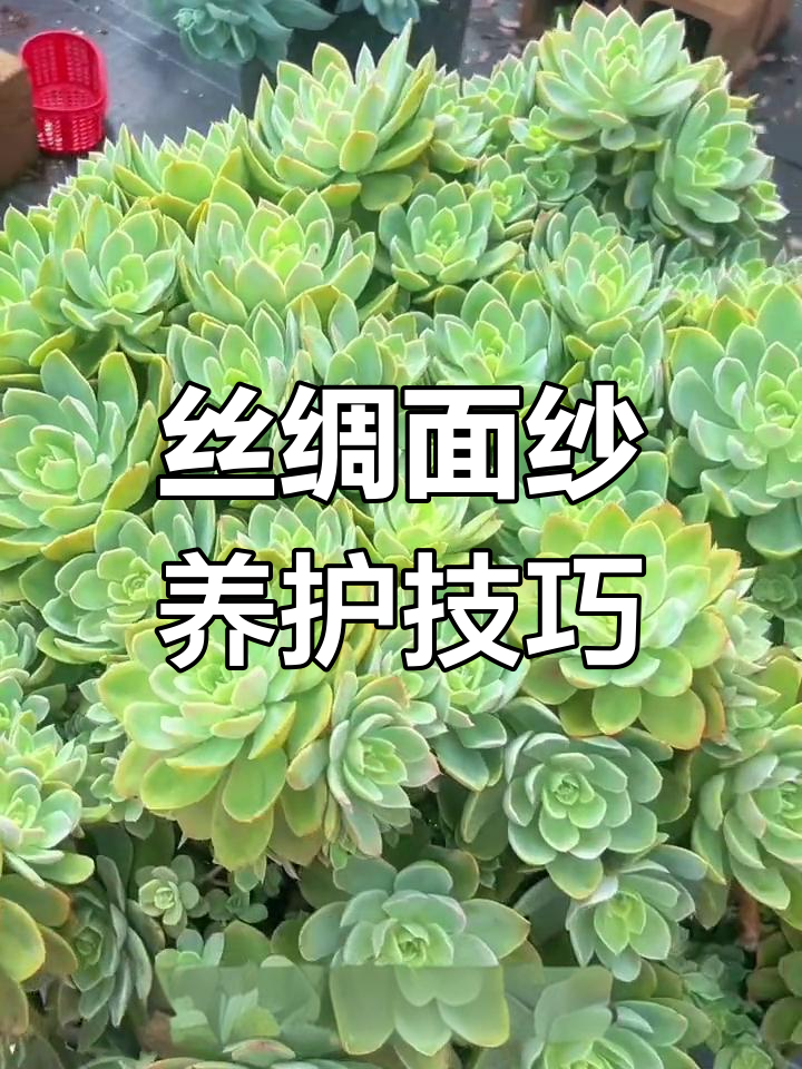 丝绸面纱多肉养护指南