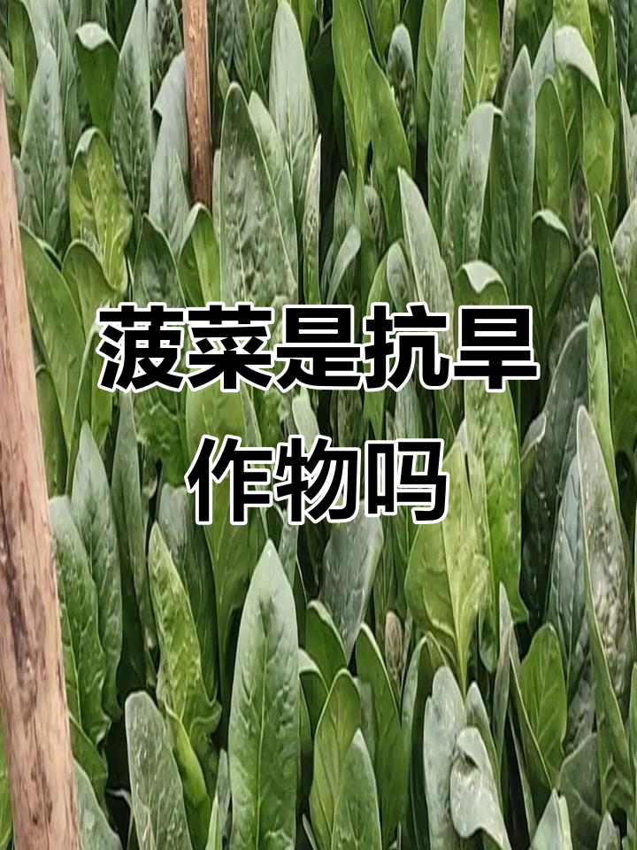 菠菜耐旱还是喜水?了解根系吸水能力