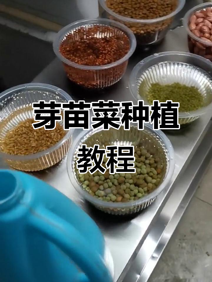 想学种芽苗菜?从泡种到种植,全程自来水操作!