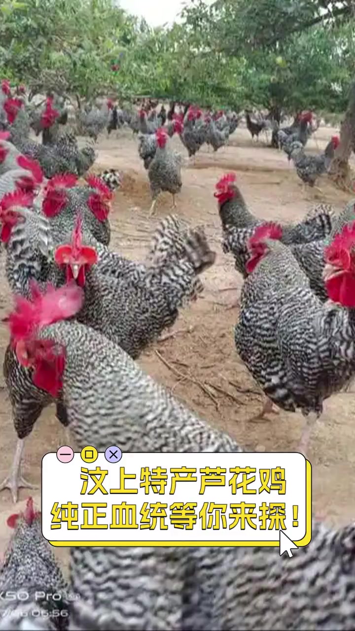 汶上特产芦花鸡,纯正血统等你来探!